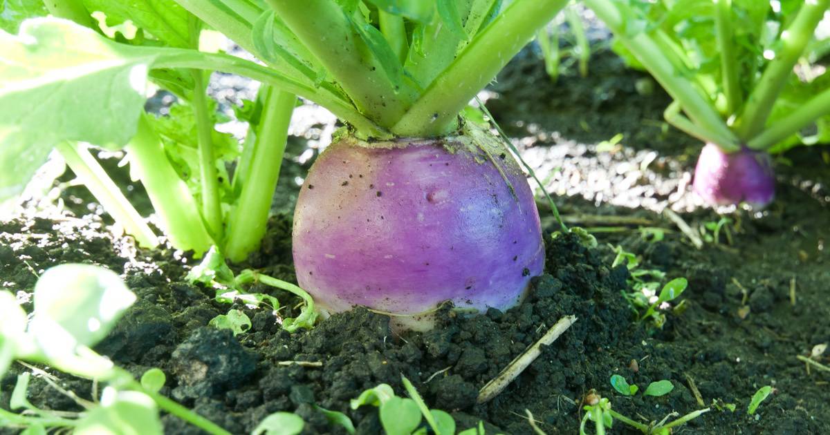 Growing Turnips Allotment Book