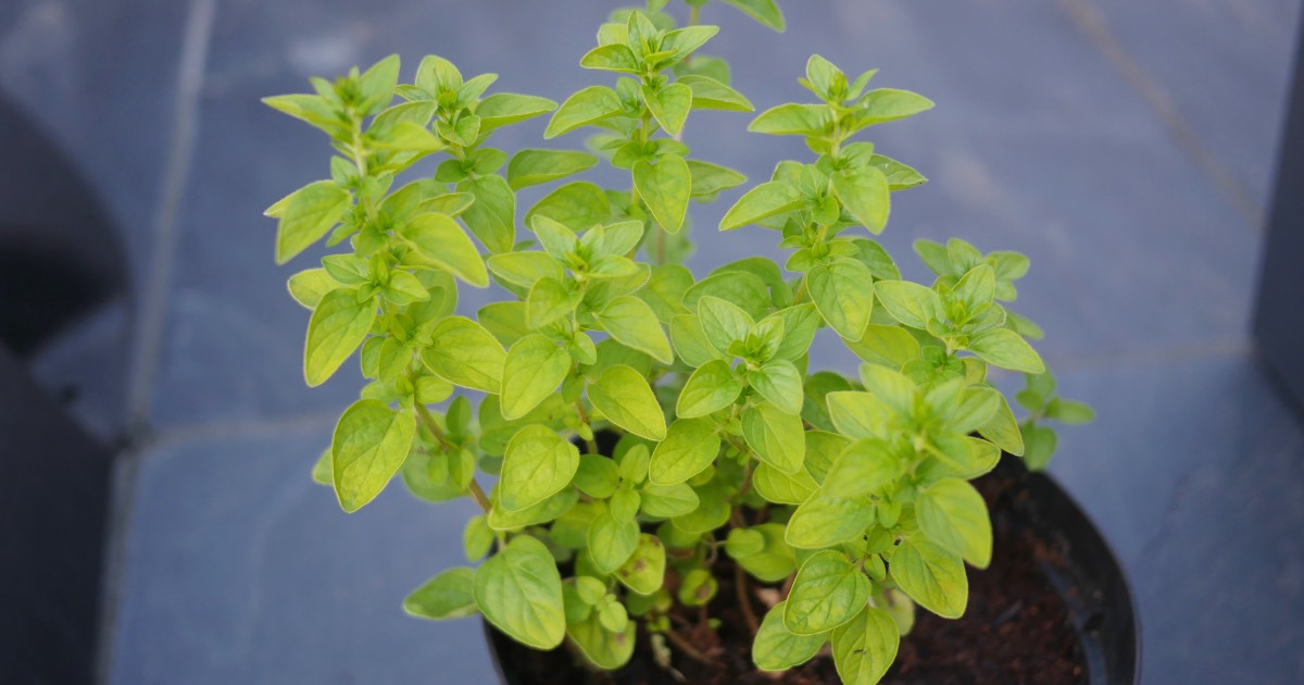 Growing Marjoram Allotment Book