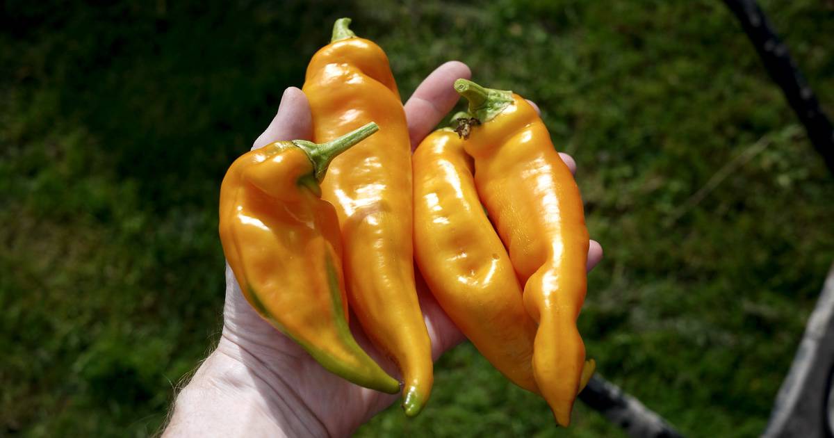 Growing Peppers Allotment Book