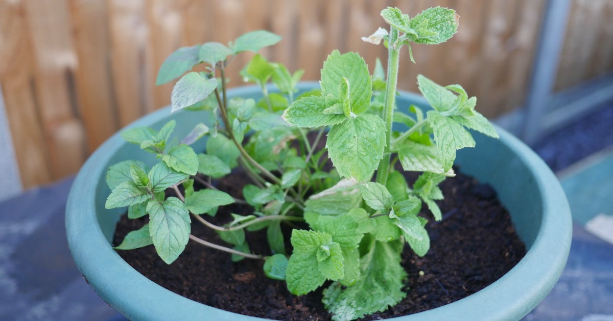 Growing Mint Allotment Book