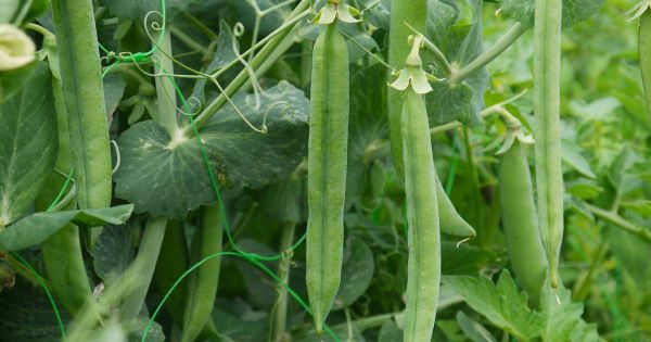 peas ready for picking