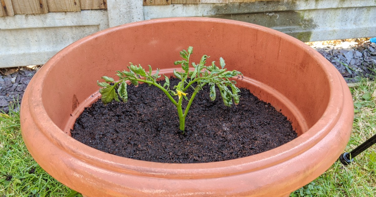 How To Take Tomato Cuttings Allotment Book