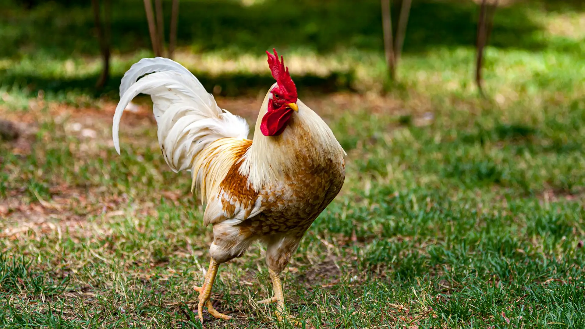A rooster on grass