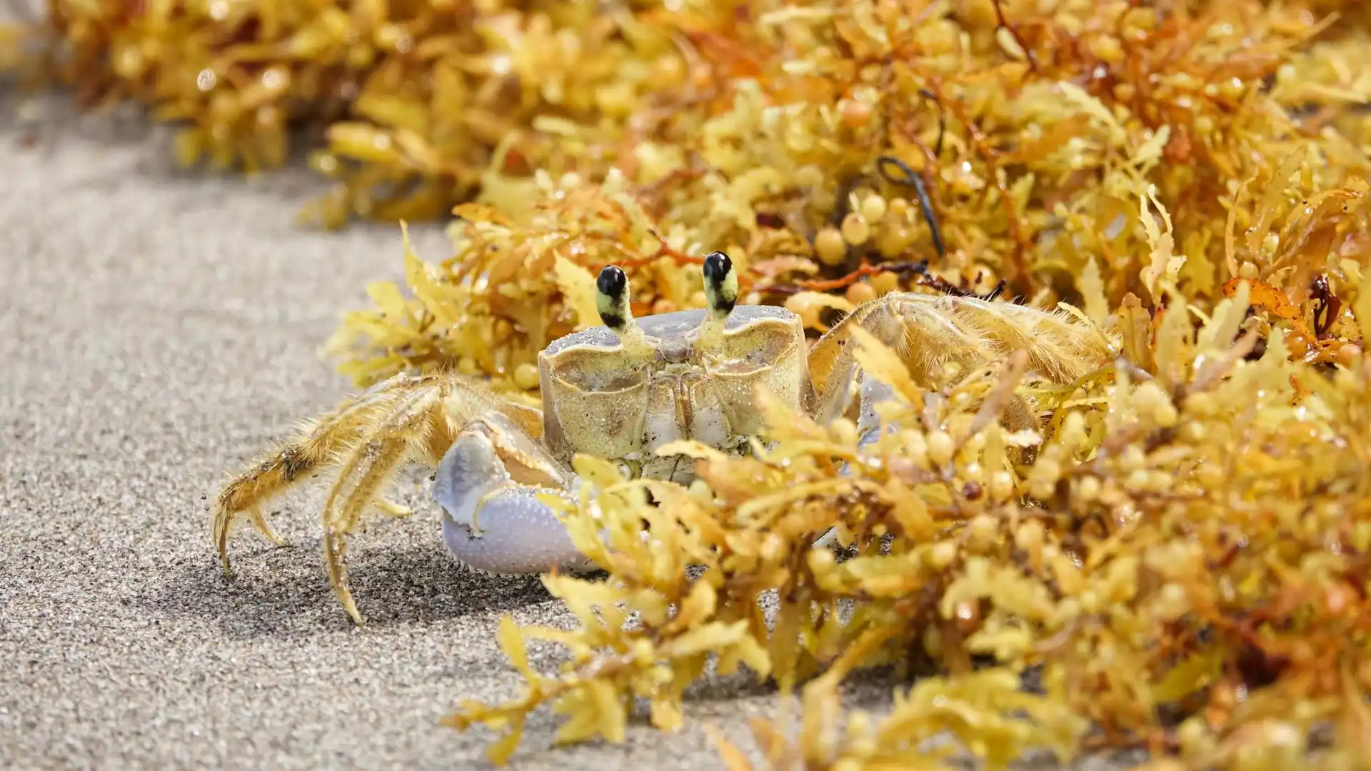 A ghost crab in seaweed
