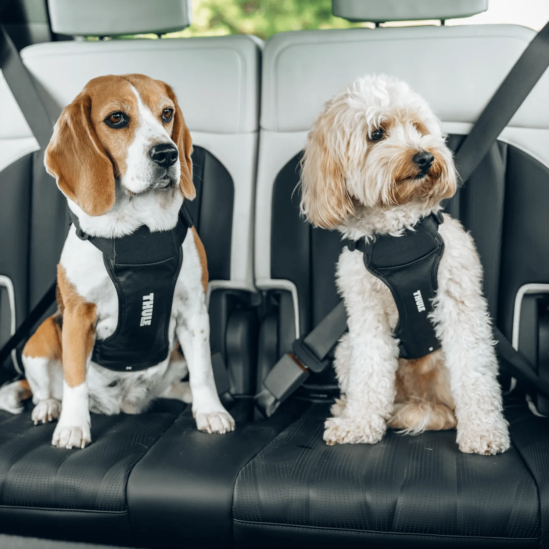 Thule Cappy autós kutyahám   - 6