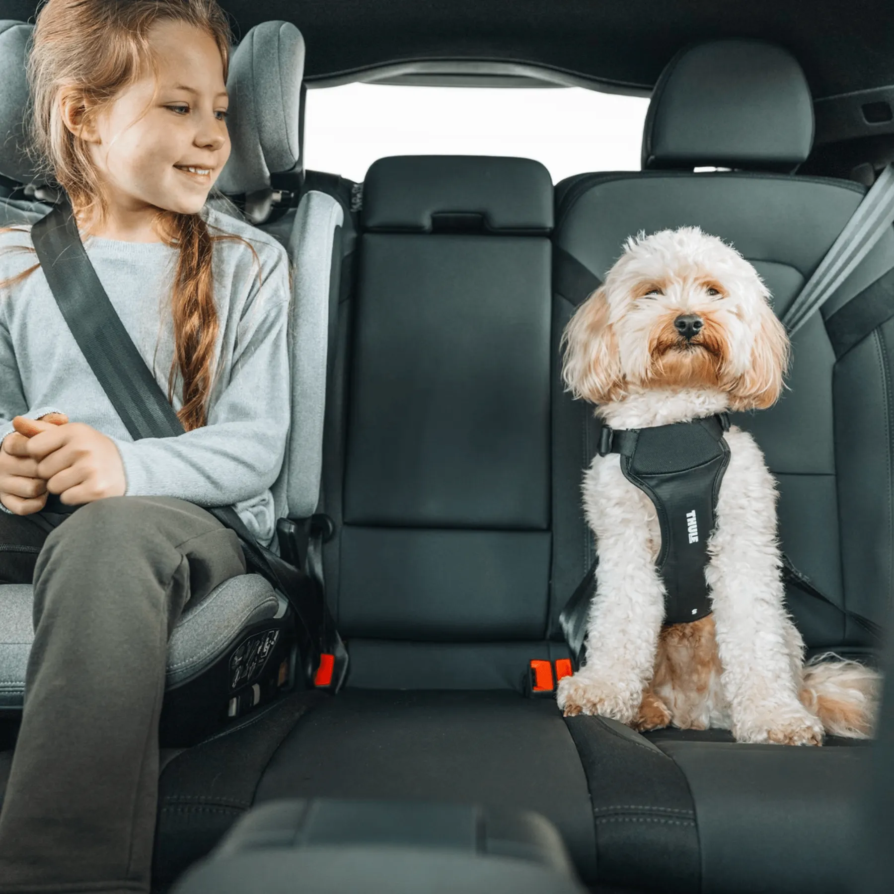 Thule Cappy autós kutyahám   - 5