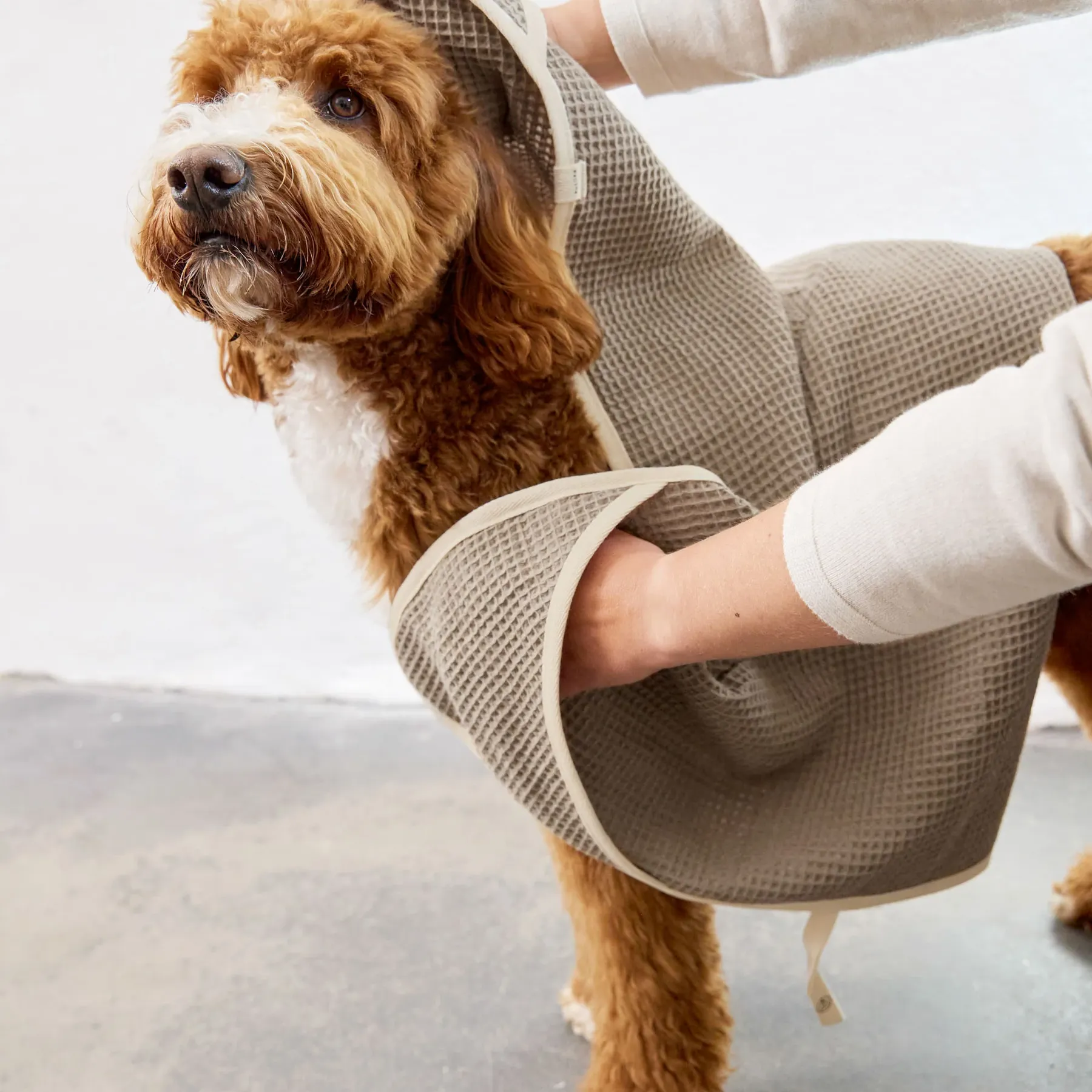 Prosop pentru câini, Nobs - 2