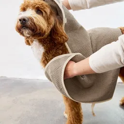 Prosop pentru câini, Nobs - 2