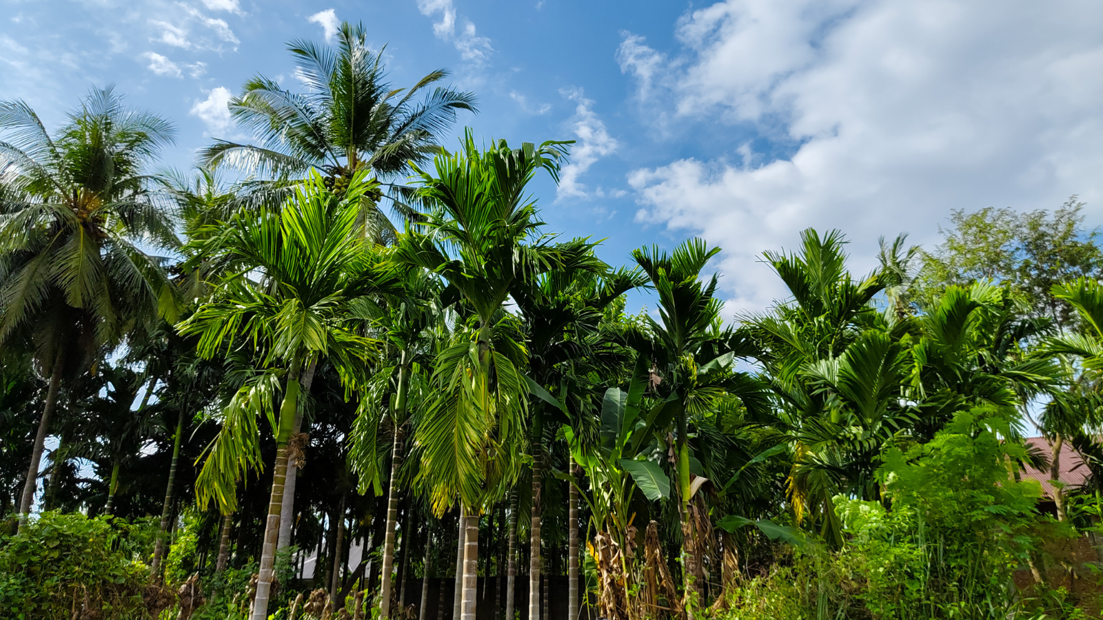 A vibrant grove of palm trees under a partly cloudy blue sky, showcasing the natural environment where palm leaves—used to make eco-friendly dinnerware—are sourced.