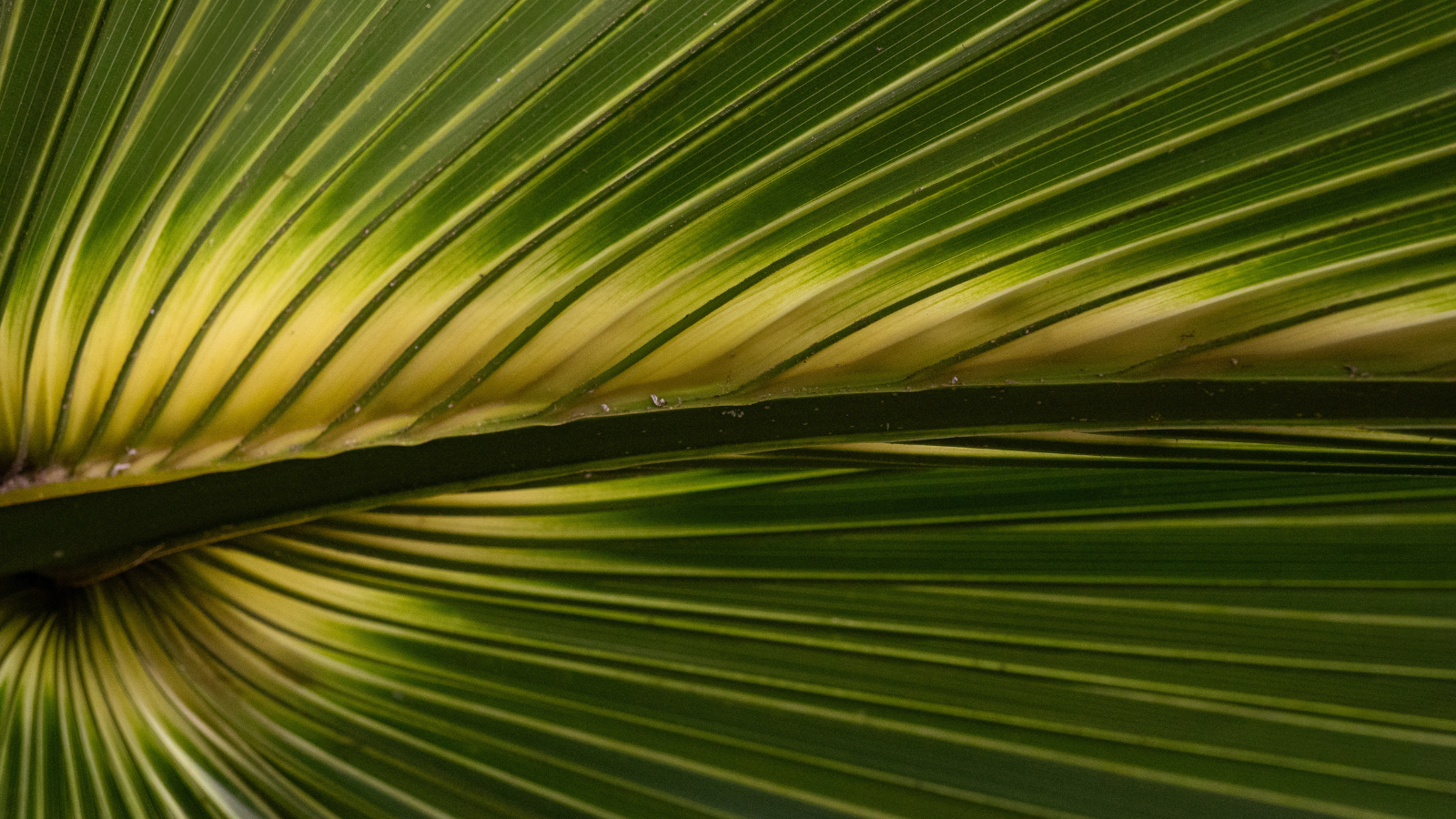 A close-up view of a green palm leaf, highlighting its natural texture, linear veins, and rich gradients of green and yellow—commonly used in the production of sustainable palm leaf dinnerware.