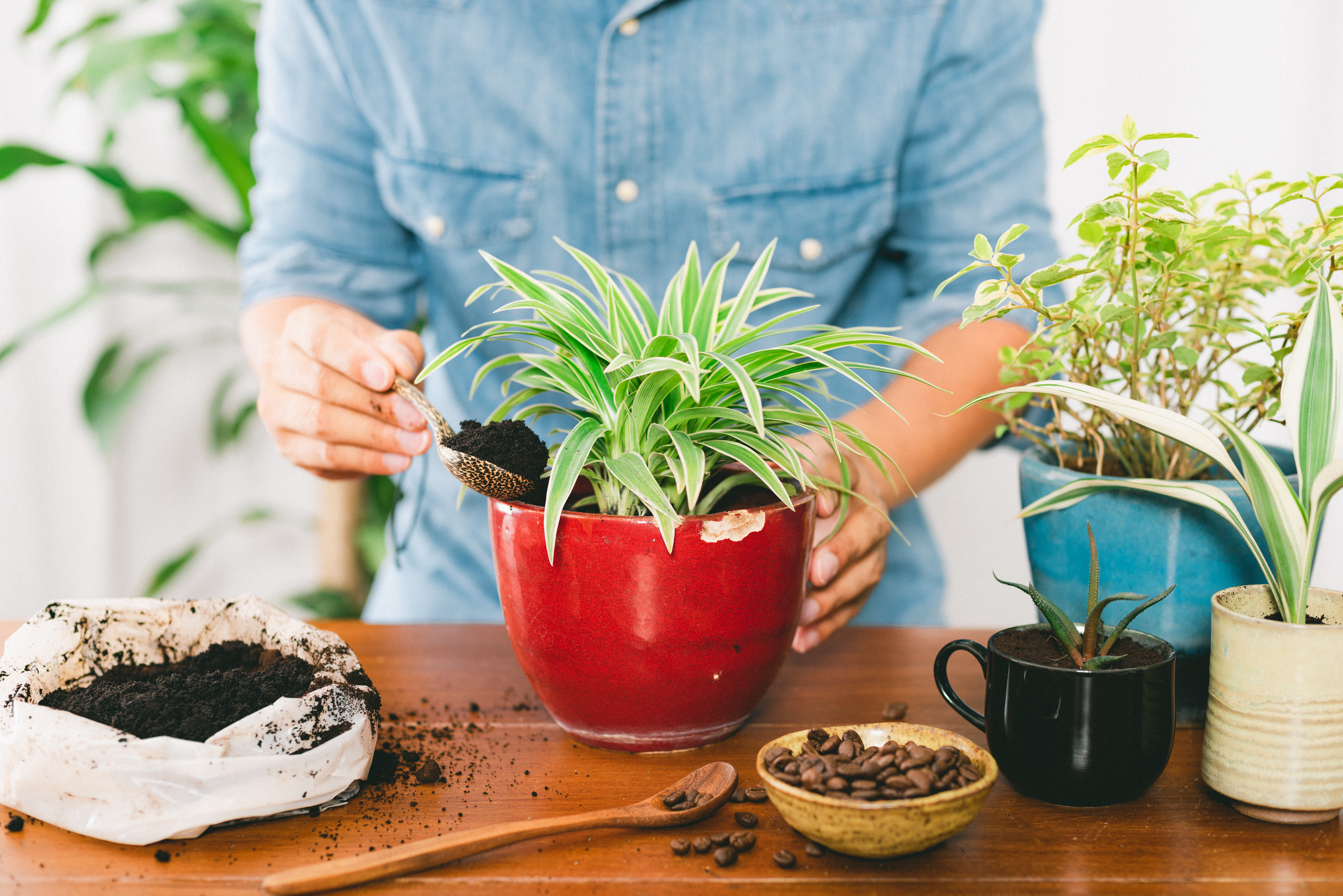 Coffee Grounds for Gardening and More: The Complete Guide