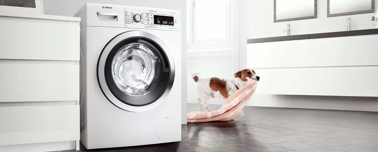 Dog brings blanket to a Bosch washing machine.