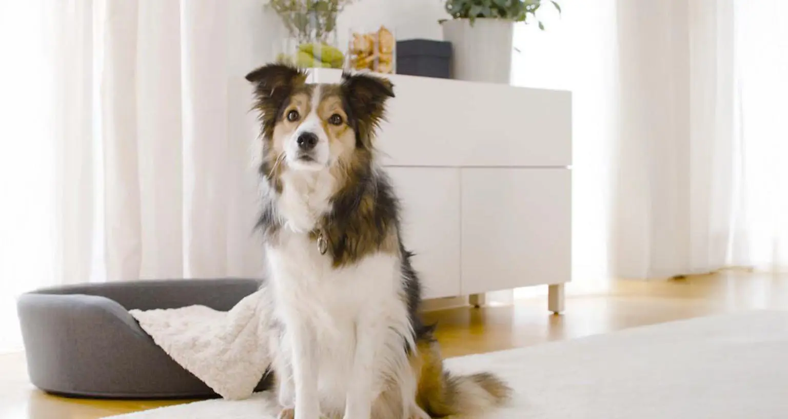 Dog sits on a white rug in the living room.