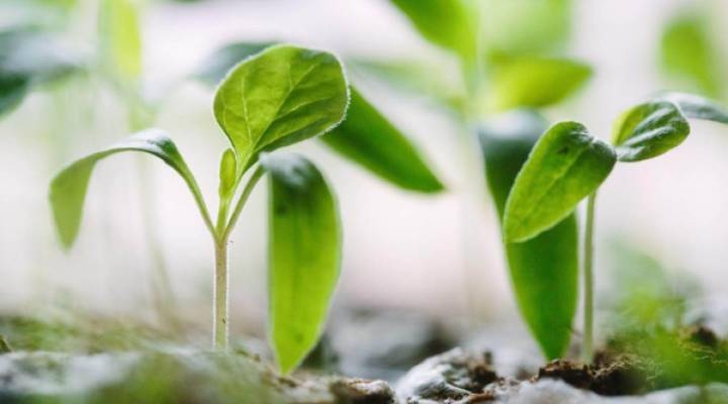Growing plant