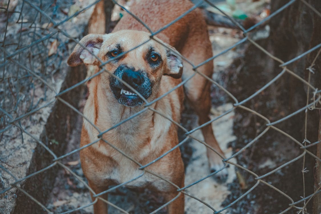 Agressieve hond toont tanden