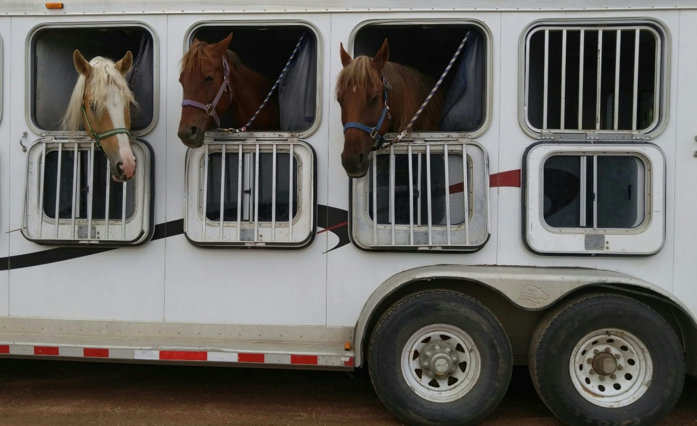 Drie paarden zitten in een paardentrailer en kijken naar buiten