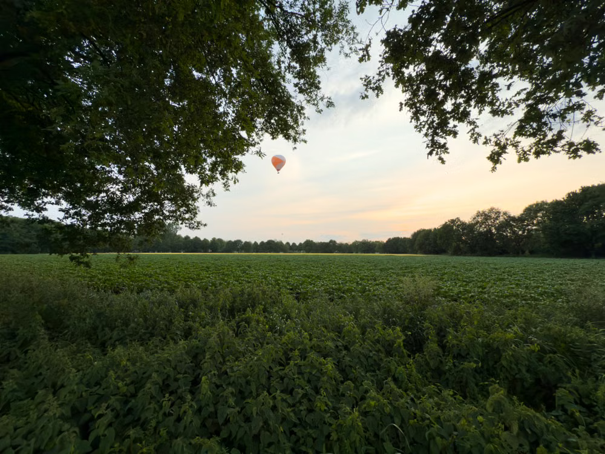 Een heteluchtballon zweeft boven een weelderig groen veld, omlijst door boomtakken, onder een zachte zonsonderganghemel.