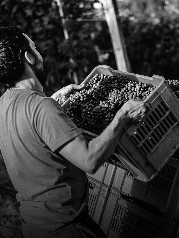 Vigneron portant une caisse de grappes de raisin