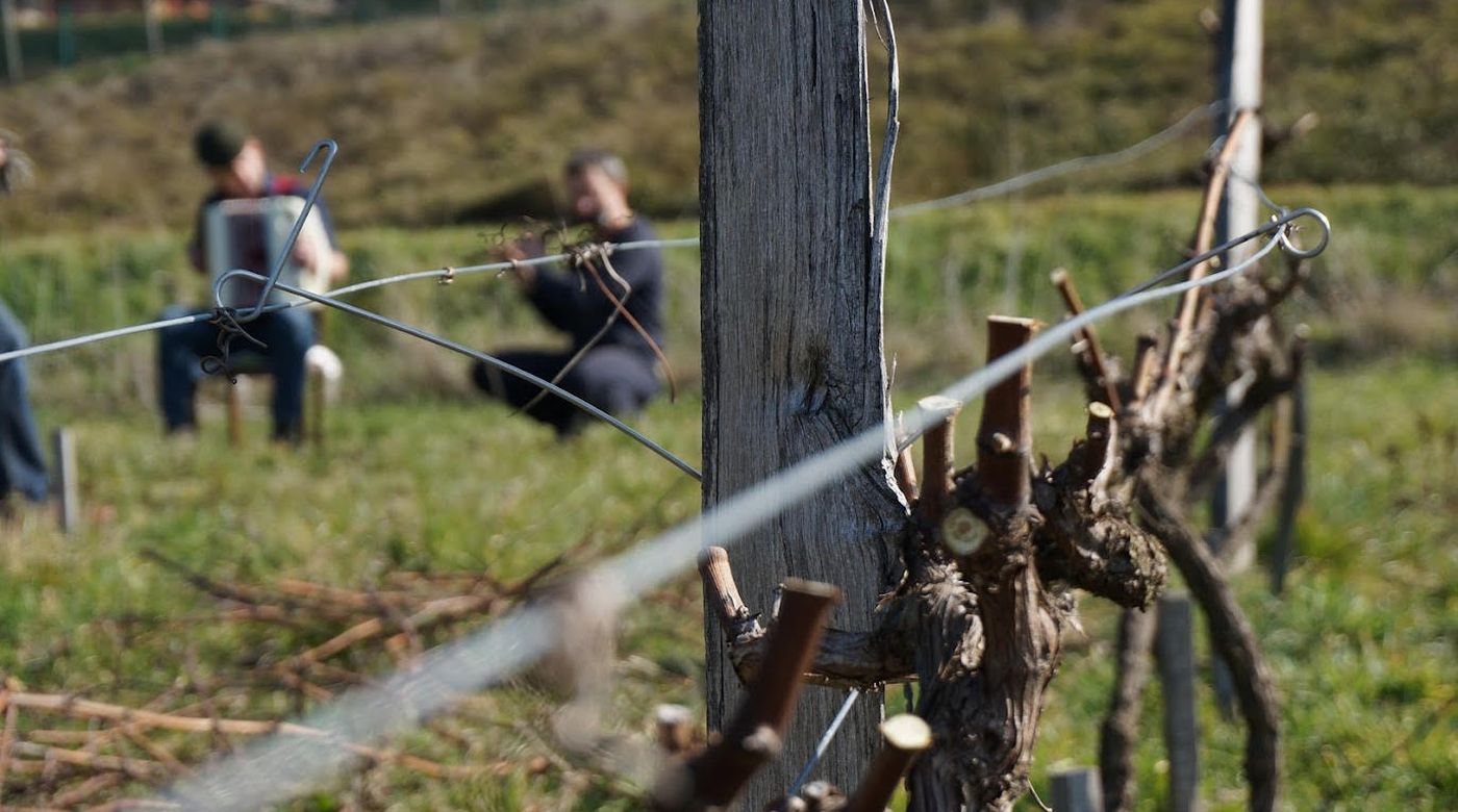 Musique dans les vignes