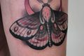Tattoostudio Hautnah Nico Tattoo Schmetterling