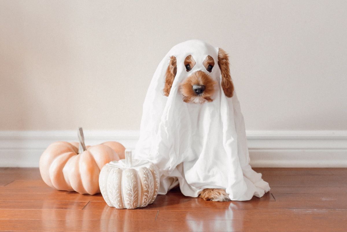 costumes halloween fait maison
