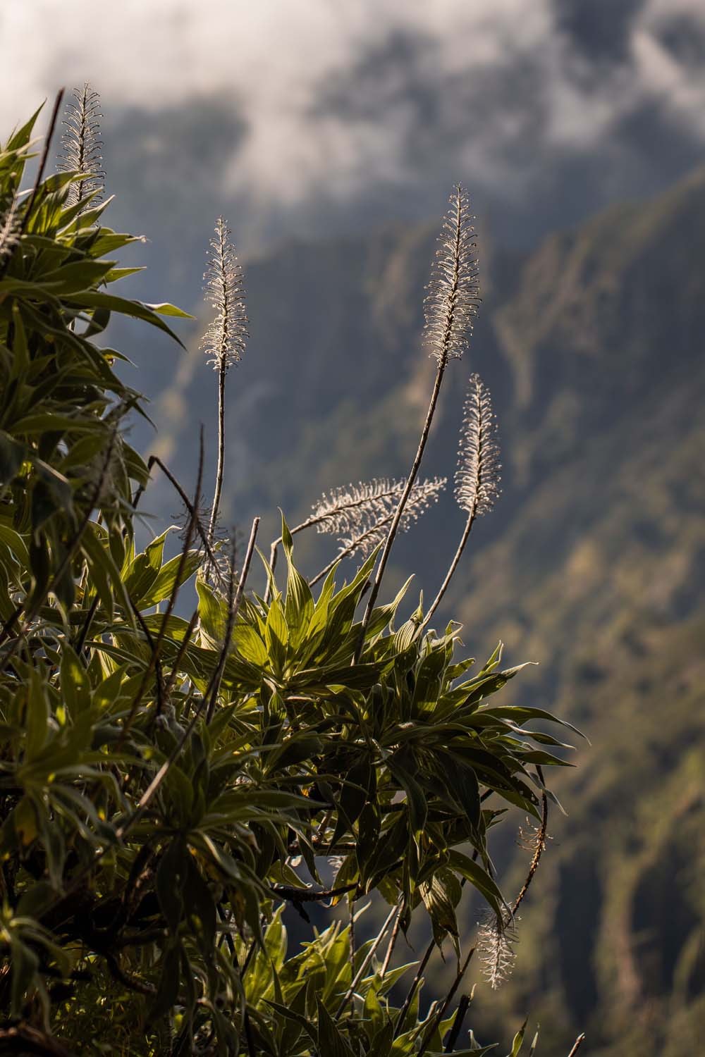 Tall, slender plants with feathery tops against a backdrop of misty mountains and clouds.