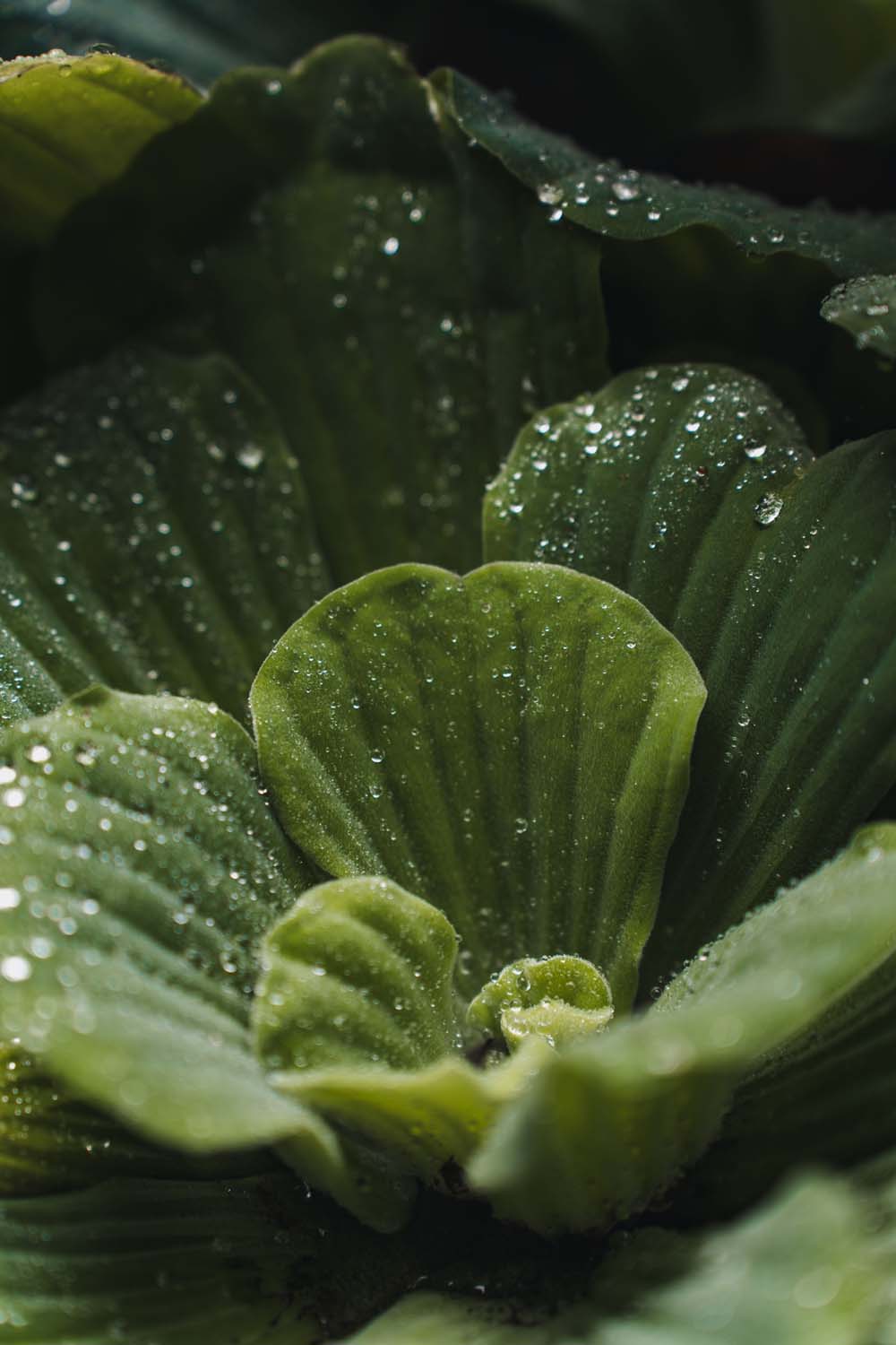 Close-up of green leaves with water droplets, creating a fresh, textured appearance. The lighting highlights the leaf veins and droplets.