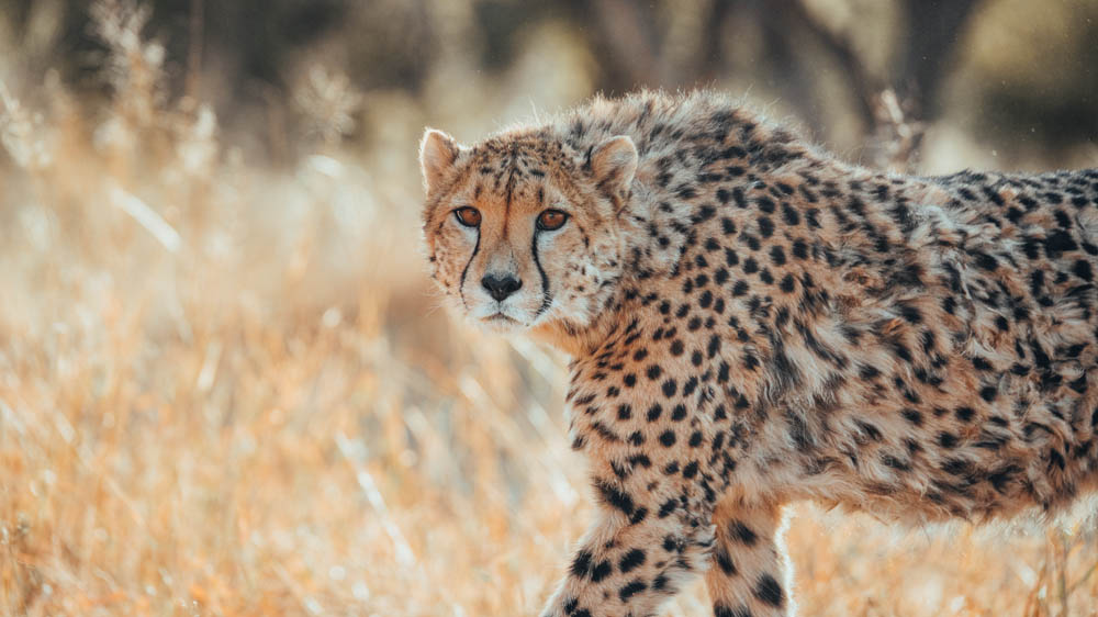 Das TAMRON 150–500mm in Namibia