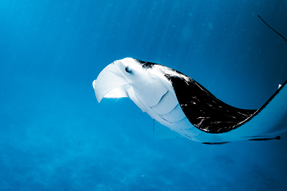 A manta ray glides through the clear blue waters of the ocean.