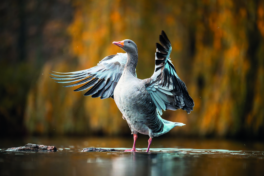 Kameraeinstellungen für die Tierfotografie