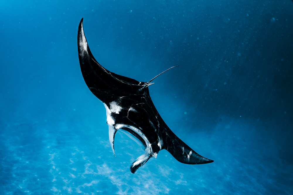 A manta ray glides through the clear blue waters of the ocean.