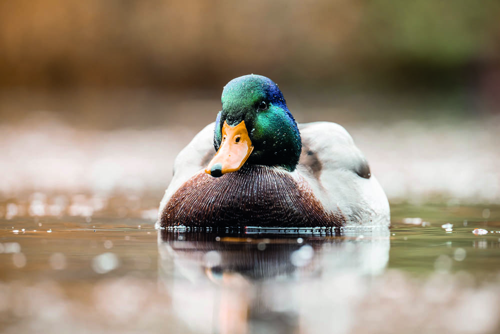 Geduld gehört zu den wichtigsten Tierfotografie-Tipps