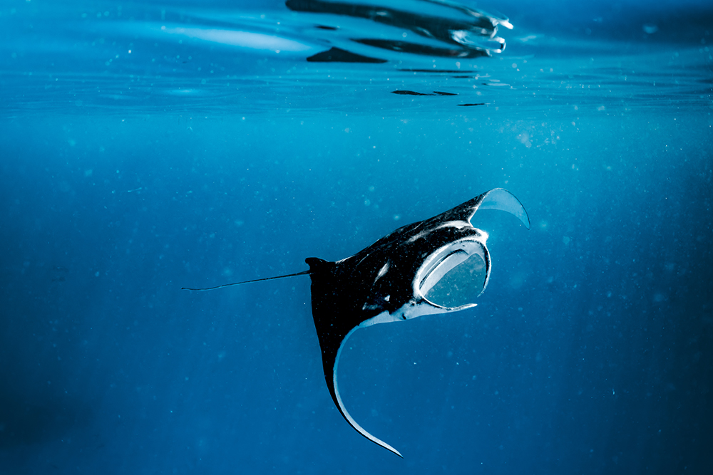 A manta ray glides through the clear blue waters of the ocean.