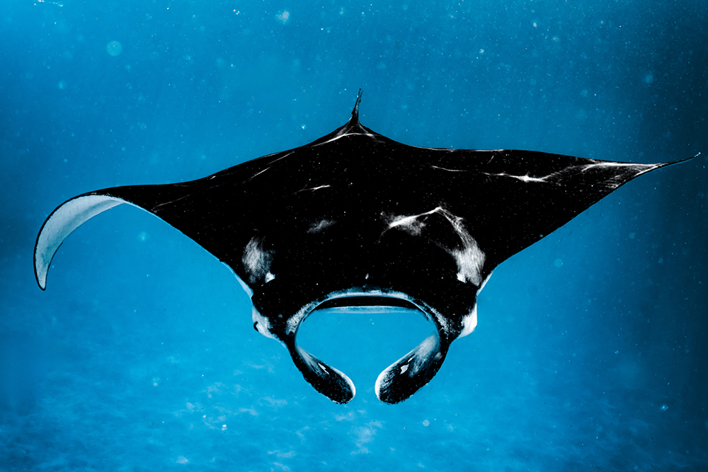 A manta ray glides through the clear blue waters of the ocean.
