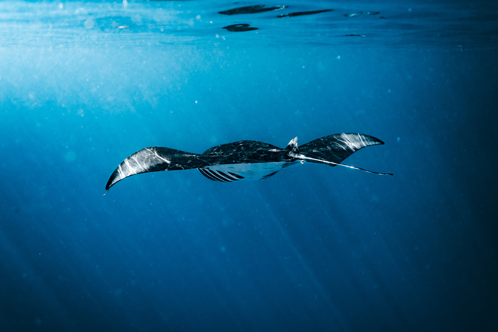 A manta ray glides gracefully underwater with its wings outstretched. The sunlight penetrates the water and casts a calm blue glow.