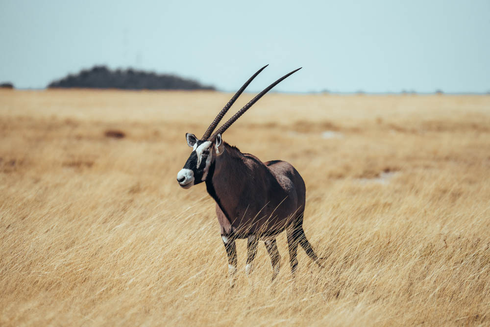 Kameraeinstellungen für die Wildlife-Fotografie