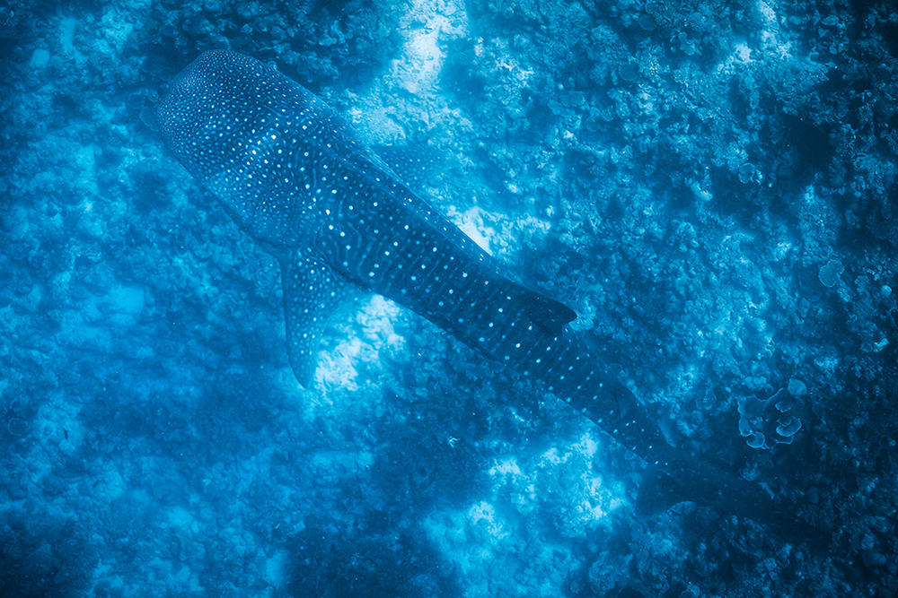 Whale shark swimming over a coral reef, its body covered with white spots, in deep blue ocean water.
