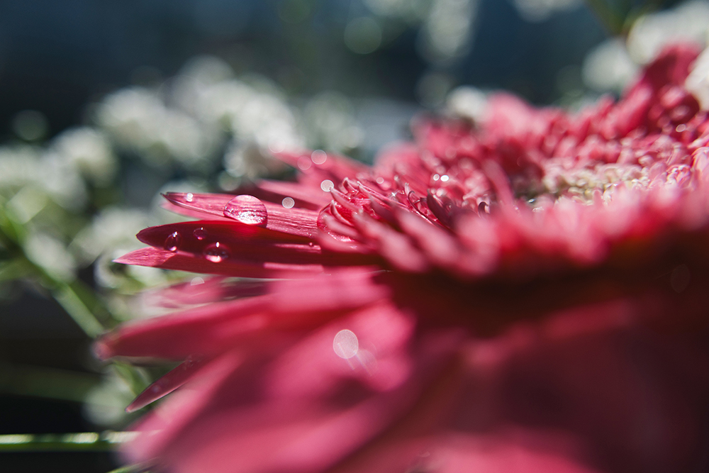 Semi-macro 1:2 : explorez les détails en voyage