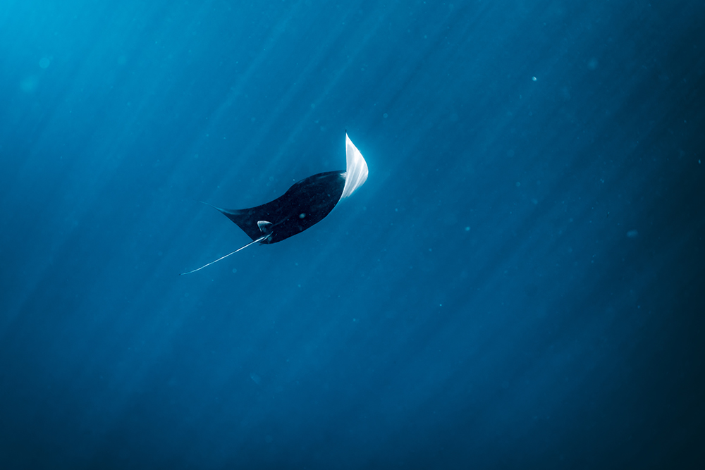 A manta ray glides through the clear blue waters of the ocean.