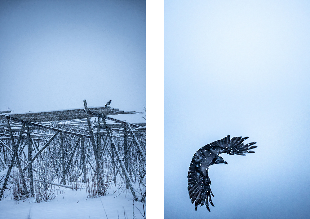 5. Quand l’animalier reprend le dessus