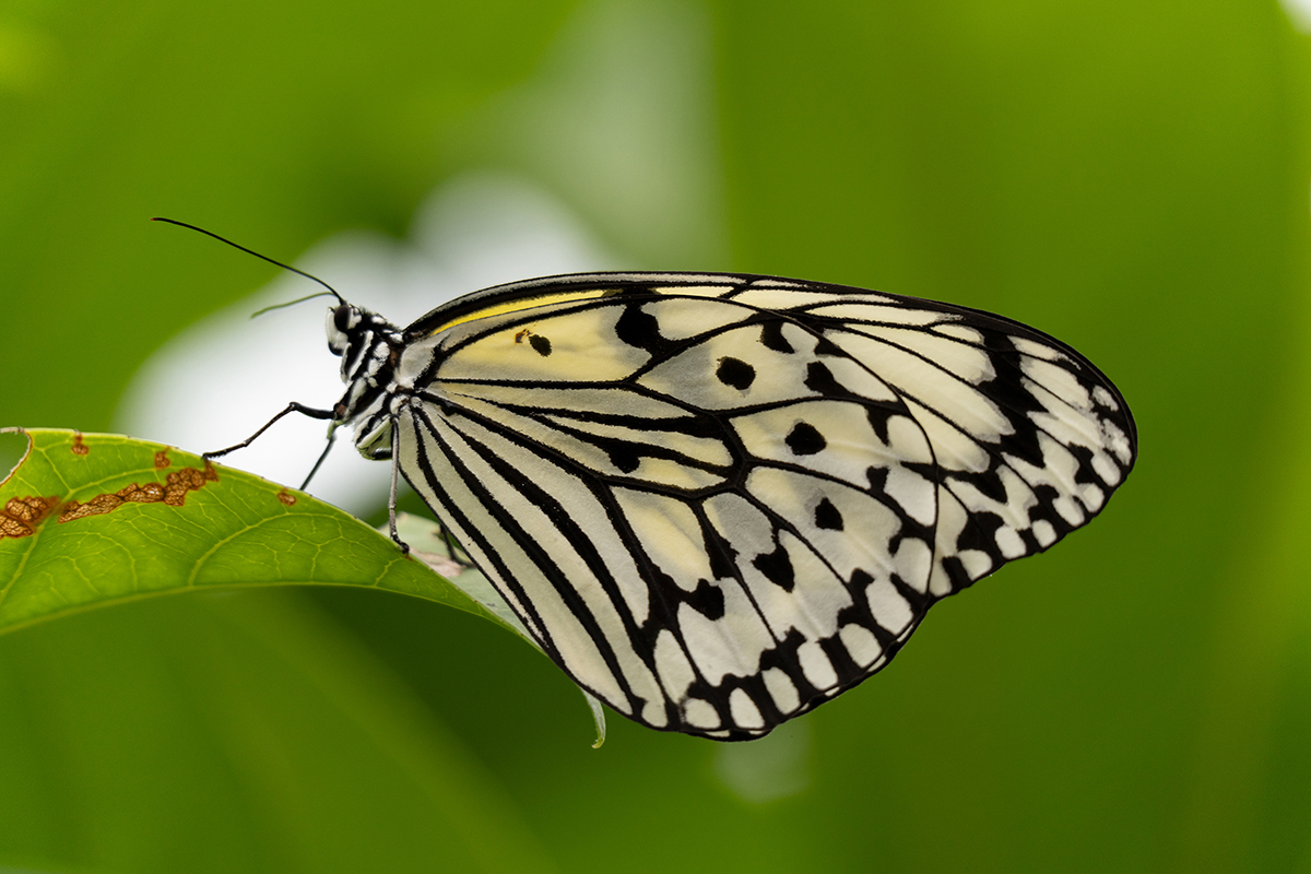Ein schwarz-weiß gemusterter Schmetterling sitzt auf einem grünen Blatt vor einem verschwommenen grünen Hintergrund.