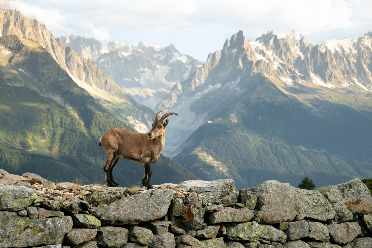 A wild Ibex with curved horns standing on a rocky ledge, with rugged mountain peaks and a clear sky in the background.