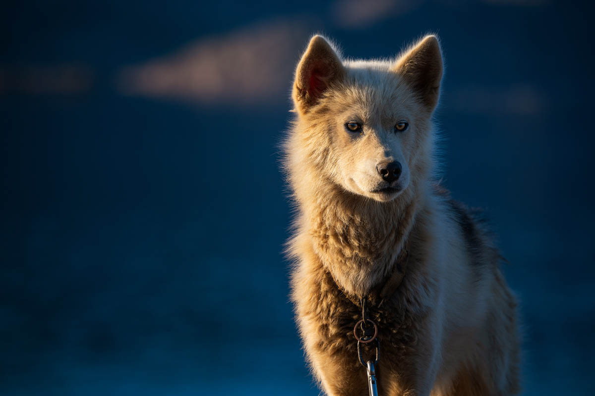 A fluffy, light-colored dog with a leash, standing against a deep blue background, gazing intently at the camera.