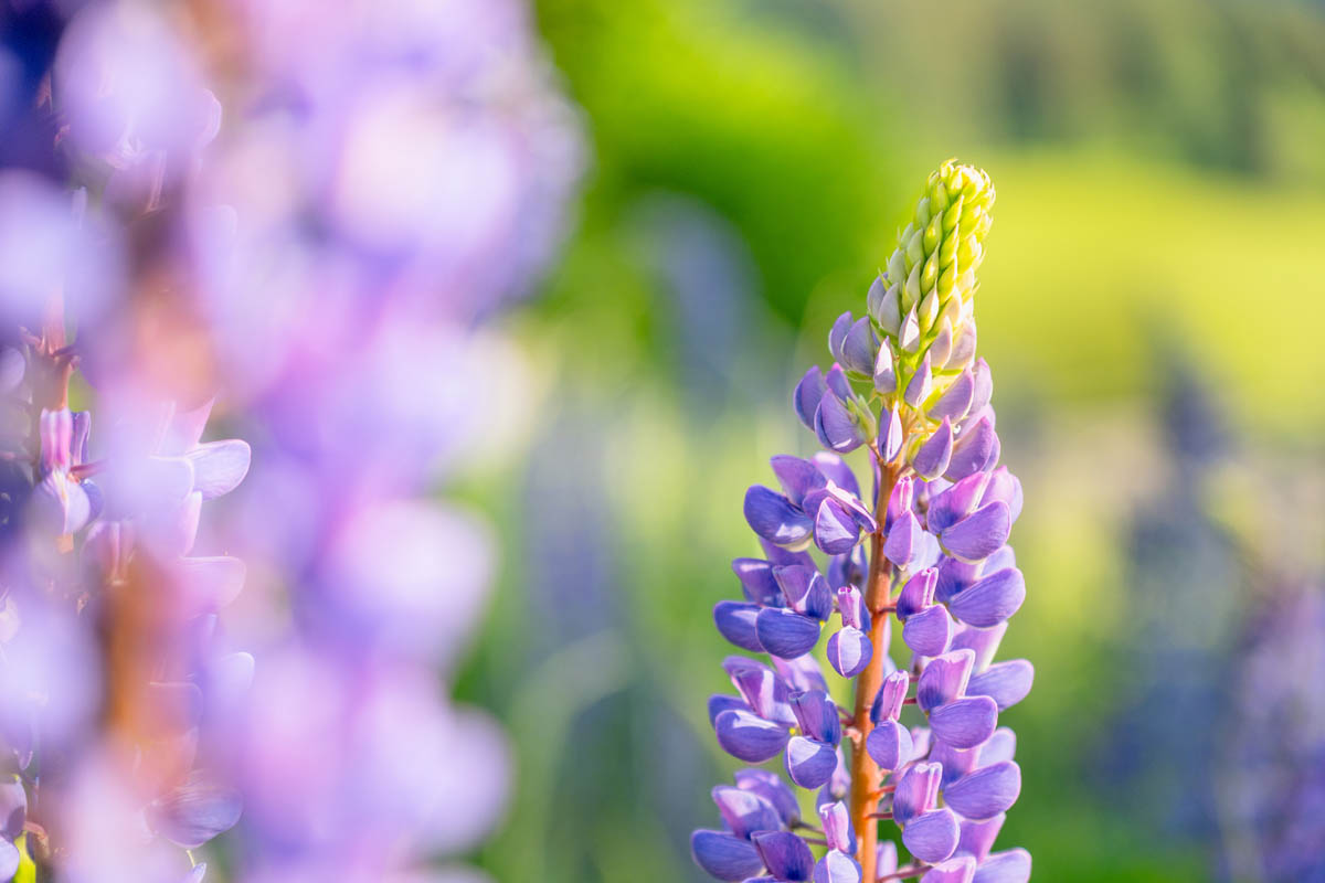 Fast F2.8 Aperture Produces Expressive Bokeh and Rendering