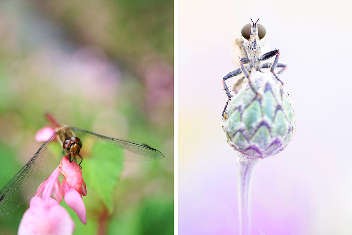Nahaufnahme einer Libelle auf rosa Blüten (links) und einer Raubfliege, die auf einer Knospe sitzt (rechts), mit weichen, unscharfen Hintergründen.