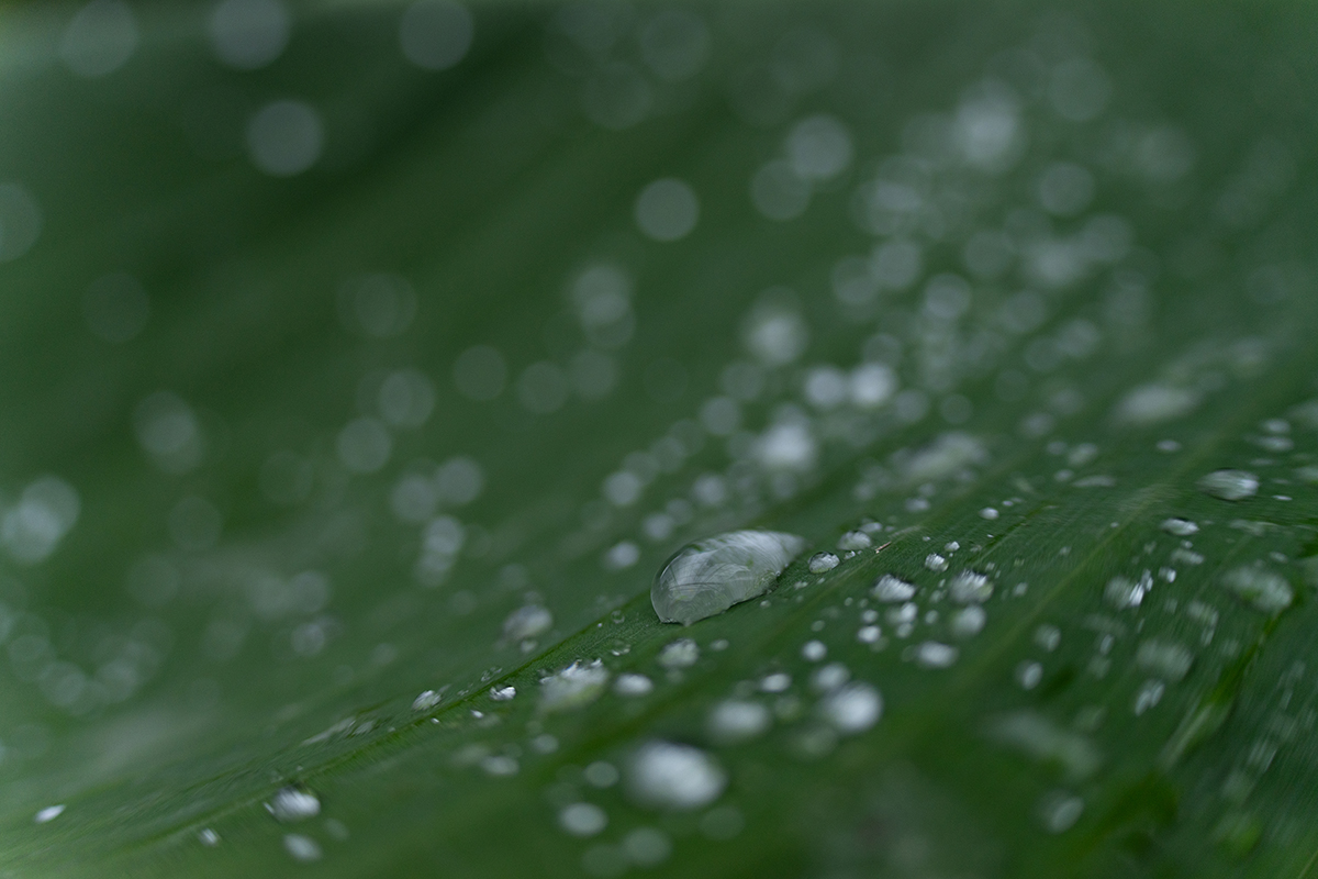 Primo piano di gocce di pioggia su una foglia verde, con uno sfondo morbido e sfocato che crea una scena tranquilla e naturale.