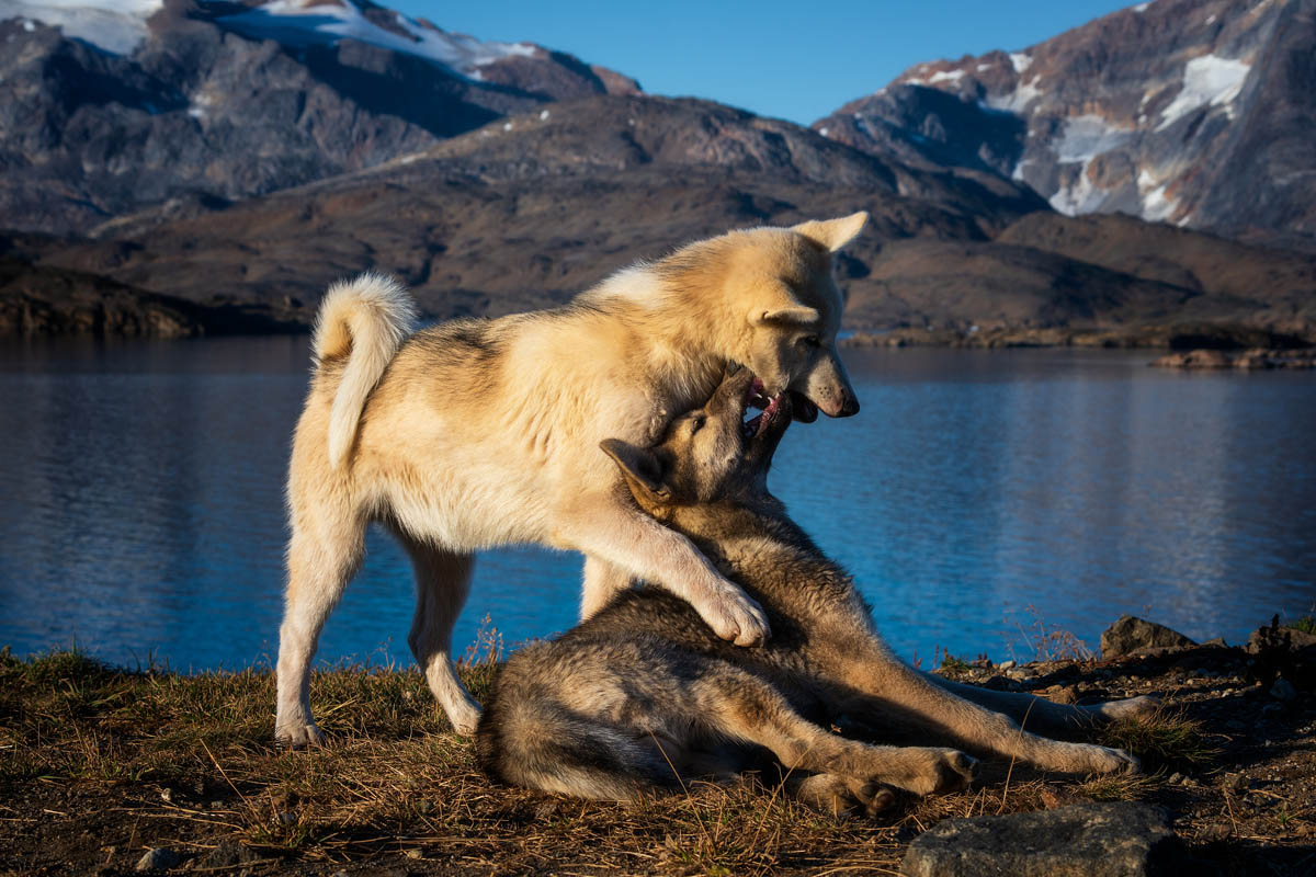 Schlittenhunde fotografieren: Nähe mit Respekt