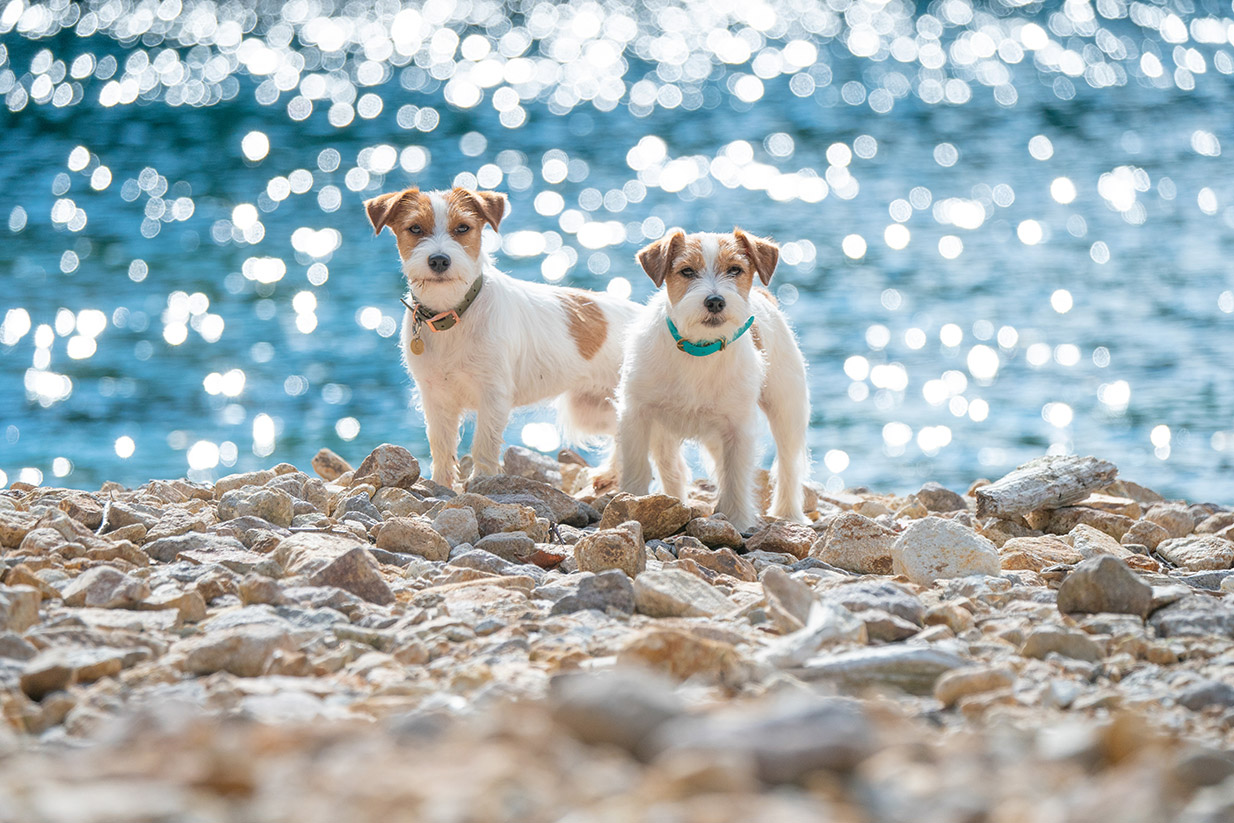 Two small dogs stand on rocky ground by a shimmering blue body of water, with sunlight creating sparkling reflections in the background.