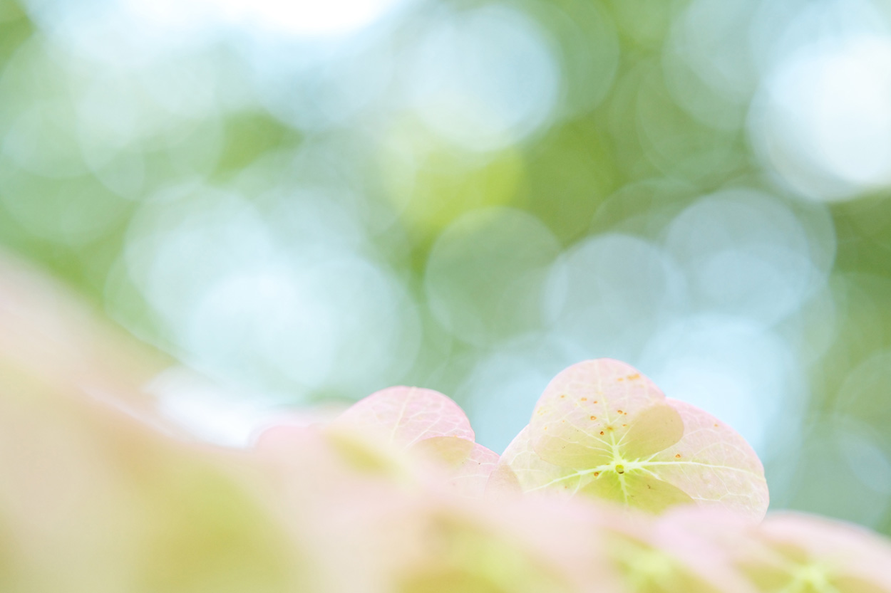 Breathtaking bokeh