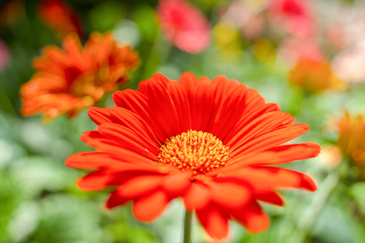 Close-up performance that’s astonishing for an all-in-one zoom lens